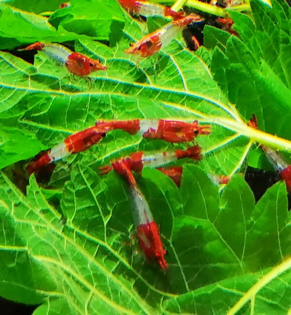 RED RILI - 1.5-2.0 CM - Image 4